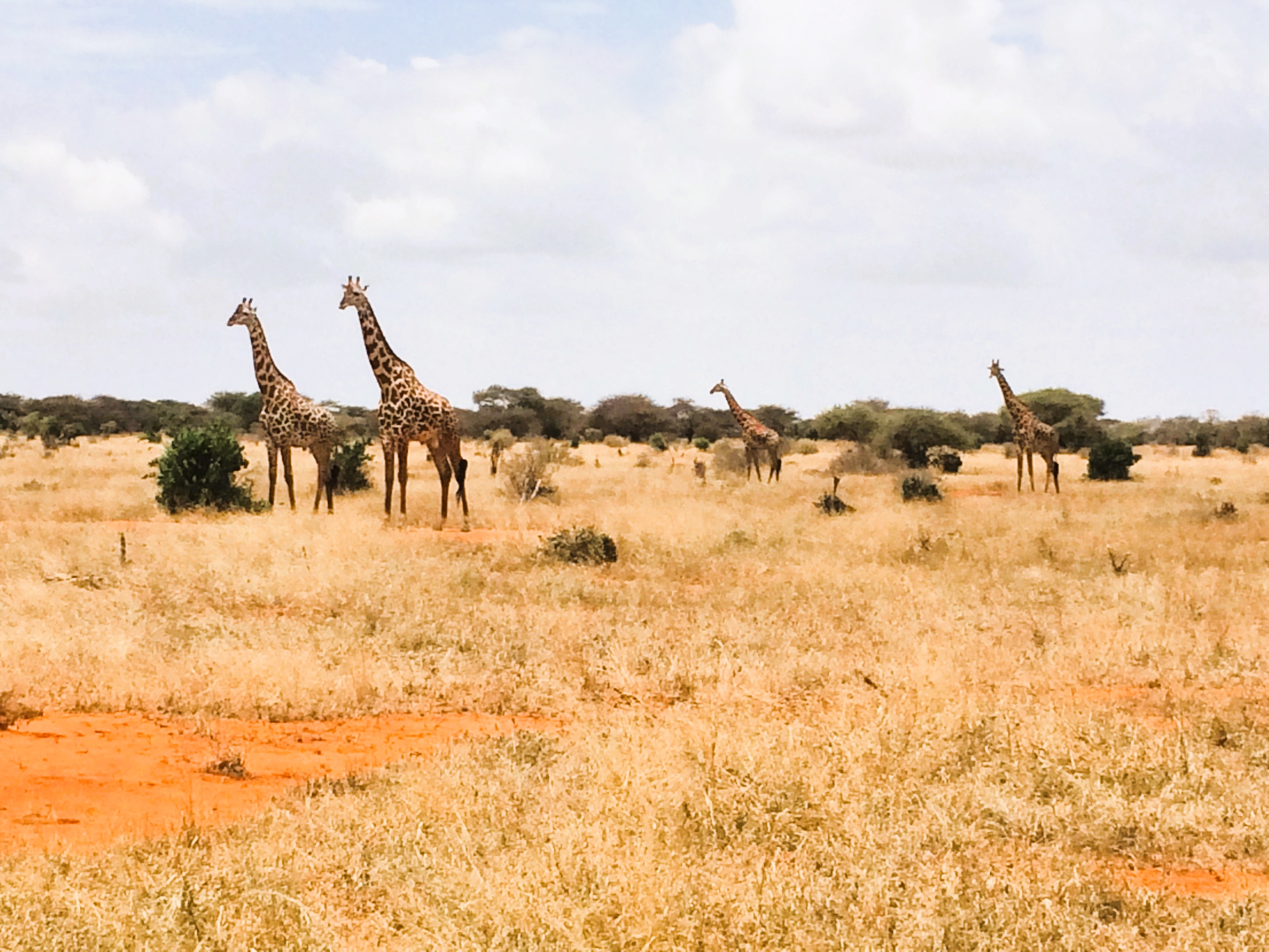 Giraffes in Tsavo East, Kenya