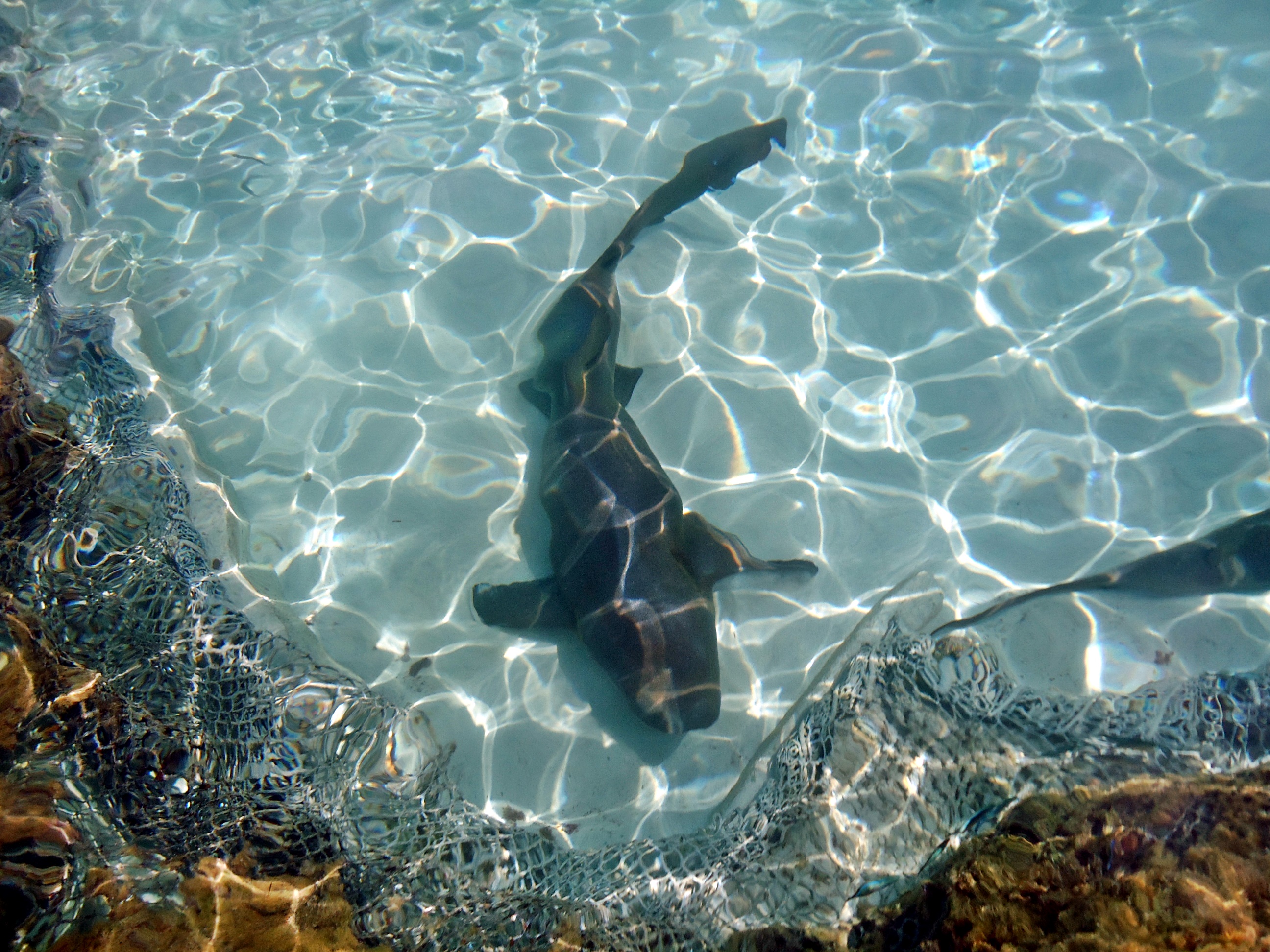 A shark swimming in clear, shallow water, viewed from below.