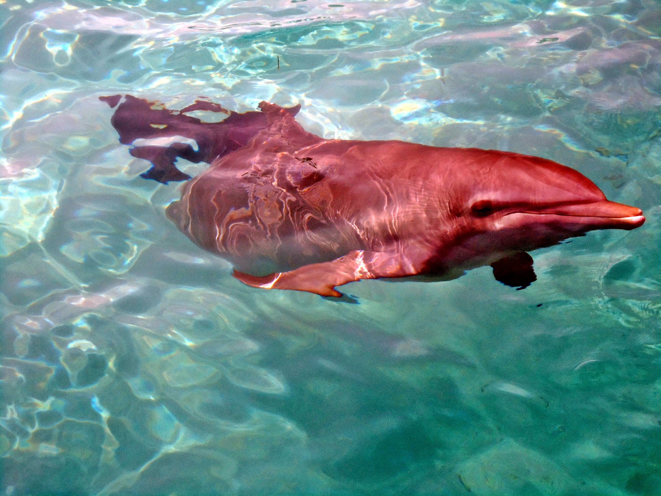 A dolphin swimming in clear, shallow water.