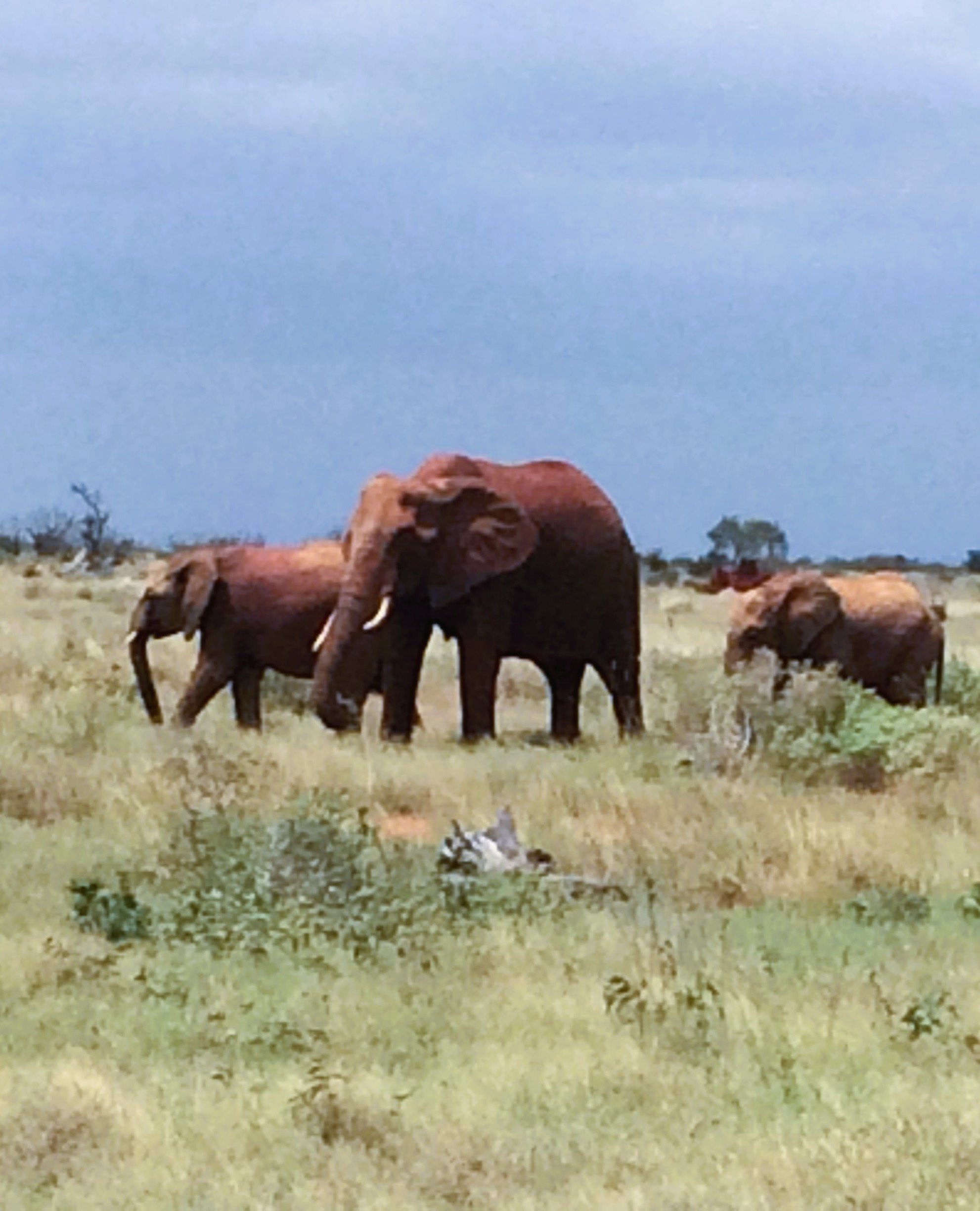 Elephants in Tsavo East, Kenya