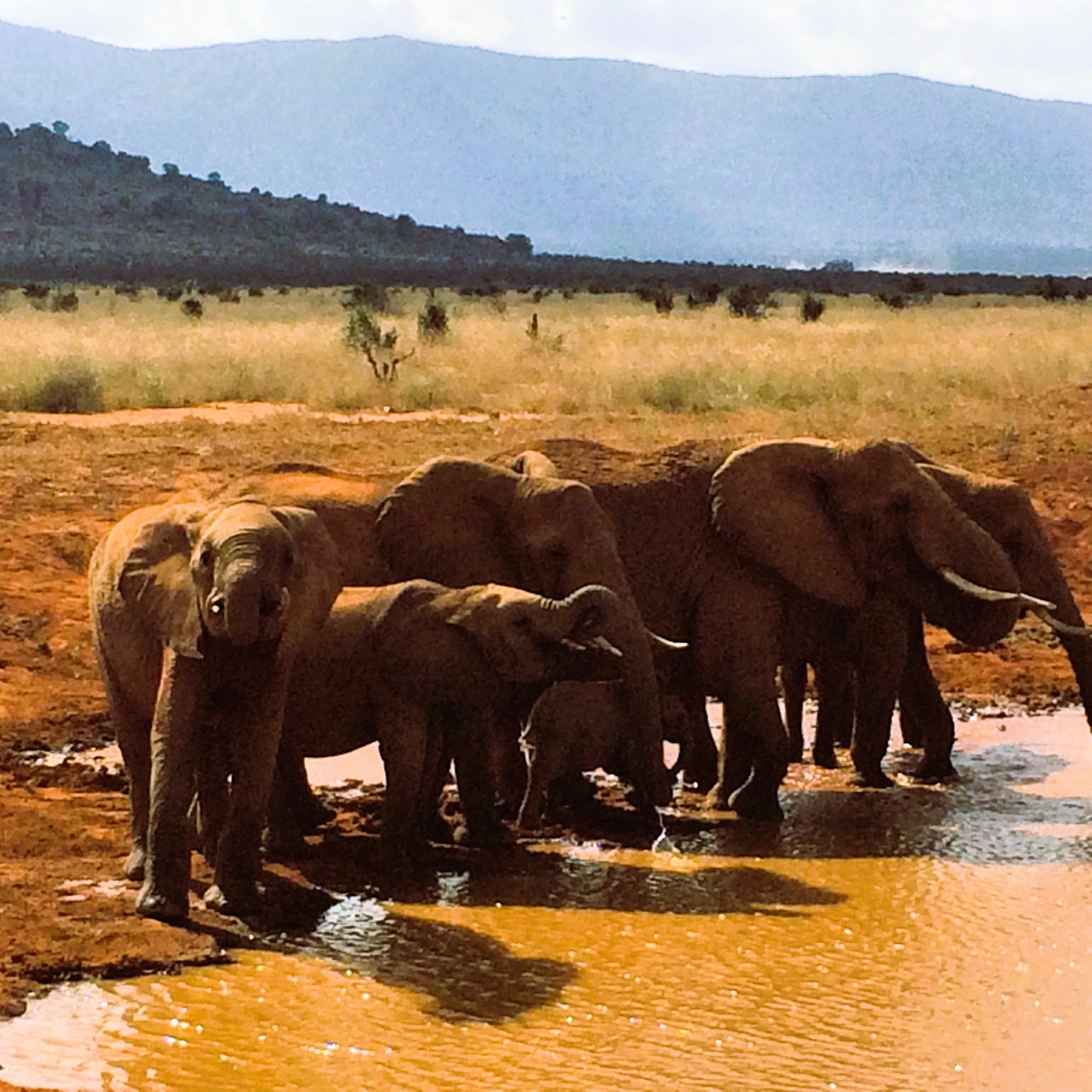 Elephants in Tsavo East, Kenya